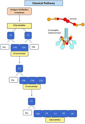 Anti-C1q antibodies: a biomarker for diagnosis and management of lupus nephritis. A narrative review